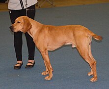 Plotthound-red2.jpg