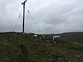 Sheeps in Poolewe