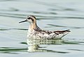 Image 67Red-necked phalarope at the Jamaica Bay Wildlife Refuge