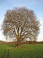 U. laevis, Sutton Veny, Wiltshire