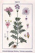 Valeriana sambucifolia Sturm51.jpg