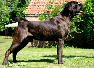 Brindle perang