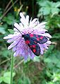 Blutstroepfchen (Zygaenidae filipendula)