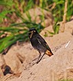 Male; Bad Salzungen, Thüringen, Deutschland