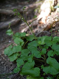 Adenocaulon himalaicum