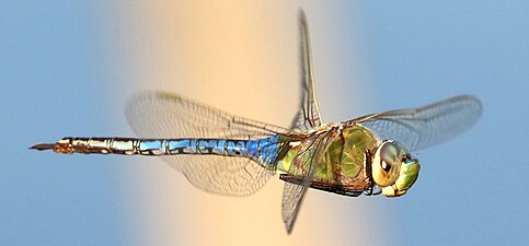 Green darner male