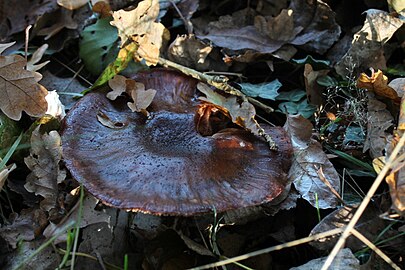 Onbekende paddenstoel in de Kampina (1 november)