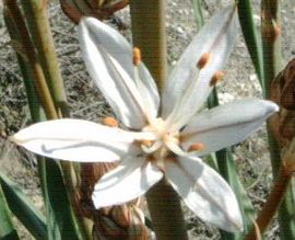 ჩე ასფოდელო (Asphodelus albus)