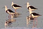 Thumbnail for File:Banded stilts 2 Governors Lake Rotto email.jpg