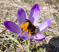 Crocus scepusiensis