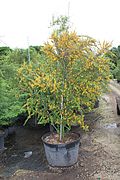 Brya Ebenus (Jamaican Rain Tree, Jamaican Ebony) (28261152883).jpg
