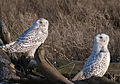 Boundary Bay, Vancouver, British Columbia, Canada