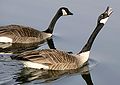 Aggressive behavior by Canada goose (Branta canadensis) during mating season