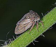 Centrotus cornutus