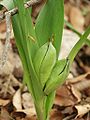 Pretinasta glavica jesenskega podleska Colchicum autumnale