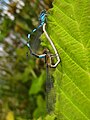 Male and Female bluets