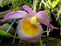 Dendrobium loddigesii