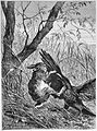 Lièvre et corbeau, gravure dans Die Gartenlaube (1883)