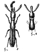 Figure 6 Descent of Man - Charles Darwin - cleaned up.png