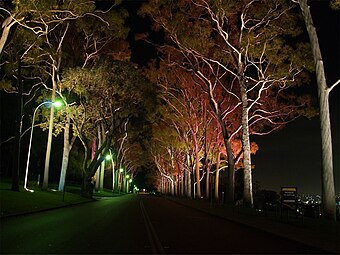 Fraser Avenue at night