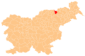Selnica ob Dravi municipality