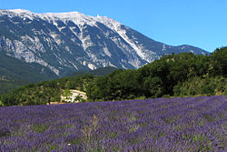 Pamja përgjatë fushave të lavandës drejt Mont Ventoux