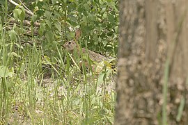 Lepus peguensis 86345991.jpg