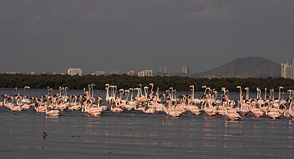 Flamingoes at Thane Creek