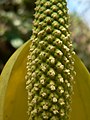 Lysichiton americanus