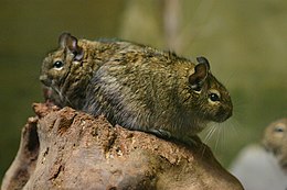 Degu (Octodon degus)