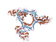 1ul1​: Kristalna struktura ljudskog FEN1-PCNA kompleksa