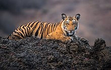 Panthera tigris, 2017 (cropped).jpg