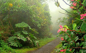 El Parque Nacional Braulio Carrillo Sector Volcán Barva es un lugar muy visitado por quienes hacen caminata de montaña