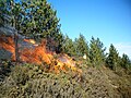 A small fire on the slope of a hill. The hill features small, green shrubbery and some trees. A person in light-colored clothing in seen in the background, some distance from the flames.