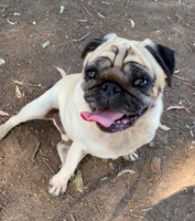 Pure-bred Pugs are known for their unique facial wrinkles.