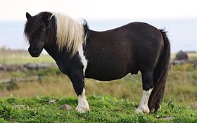 Poney Shetland de robe pie, sur les îles Shetland