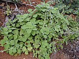 Coleus australis