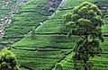 Tea plantation near Kandy, Sri Lanka.