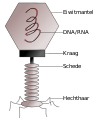 Virus (biologie)