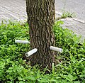 Traitement d'un frêne sur rue à Montréal avec le biopesticide TreeAzin