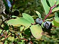 Vaccinium ovalifolium