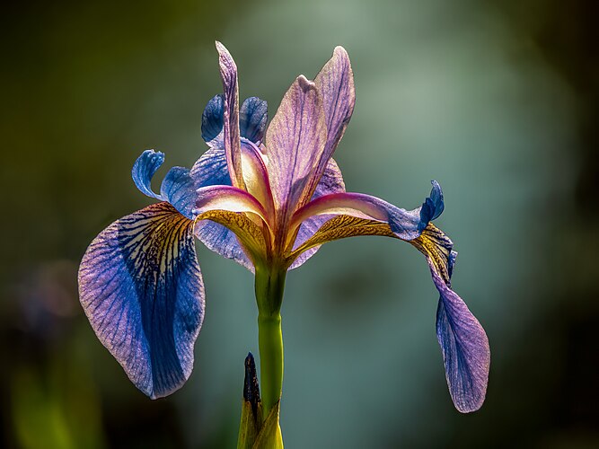 Цветок ириса разноцветного (Iris versicolor)