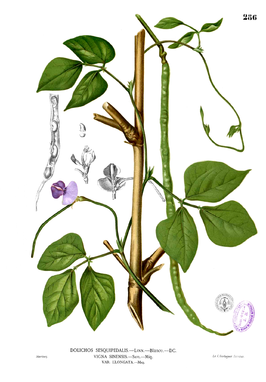 Kousenband (plant)