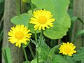 Voorjaarszonnebloem Doronicum