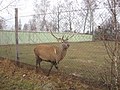 * Nomination: Cervus elaphus in zoo of Ushomyr village, Zhytomyr Oblast, Ukraine. Photo was made by user:O.Tunik during second Ukrainian Wikiexpedition.--Ahonc 13:48, 30 November 2011 (UTC) * * Review needed