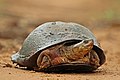 African helmeted turtle