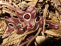 Asarum rigescens