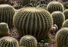 Soorten uit de cactusfamilie, zoals Echinocactus grusonii, komen van nature voor in woestijnen