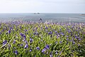 Image 14Bluebells on the Cornish coast (from Geography of Cornwall)