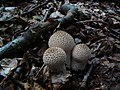 Lycoperdon perlatum